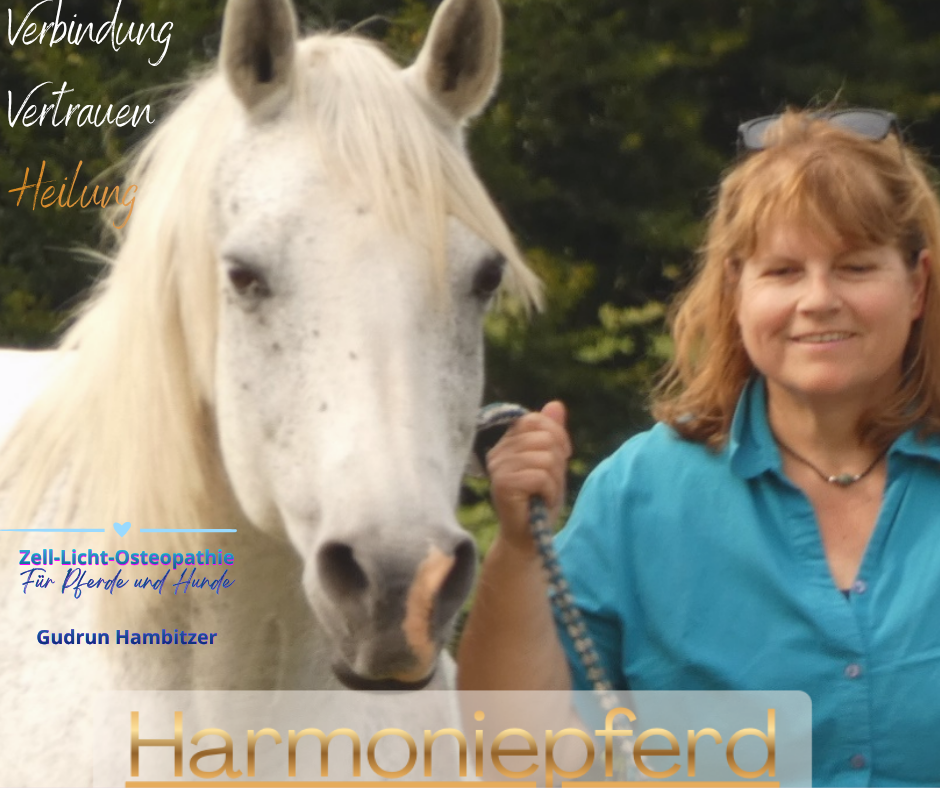 Willkommen bei Harmoniepferd gudrun harmoniepferd